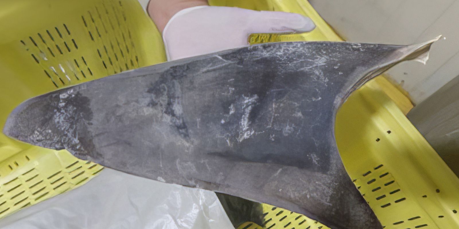 Exportação de barbatana do tubarão-azul é proibida no Brasil