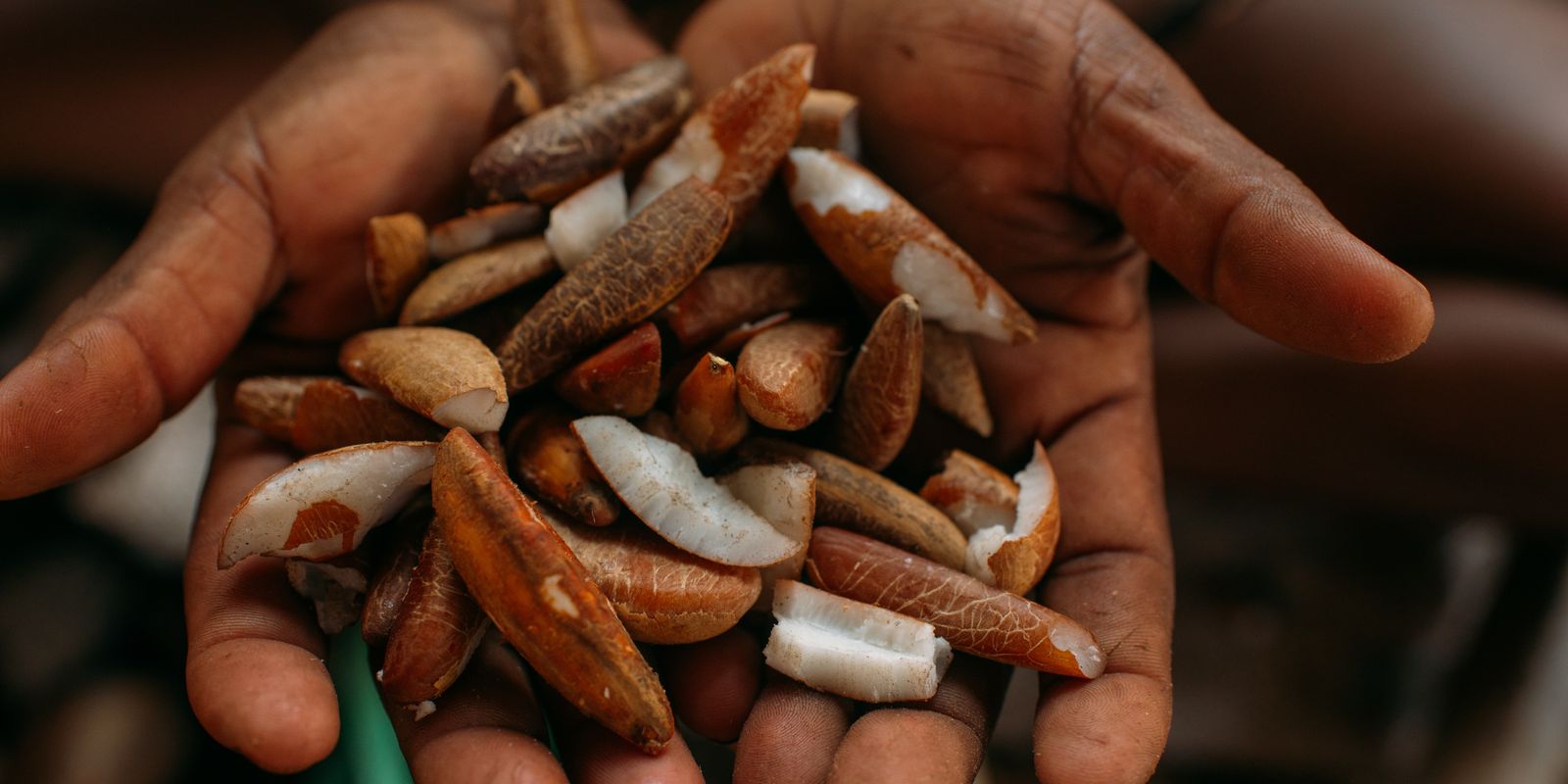 Instituto oferece bolsas para estimular bioeconomia amazônica